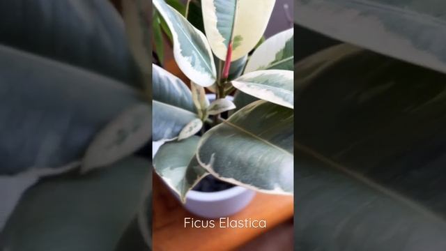 Variegated Rubber Plant (FICUS ELASTICA) #shorts #plants смотреть онлайн