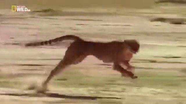 Африка. Саванна. Мир ? диких животных. Дикая природа. Выжить любой ценой смотреть онлайн