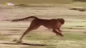 Африка. Саванна. Мир ? диких животных. Дикая природа. Выжить любой ценой