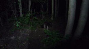 Как это возможно? СОБАКА привела нас НОЧЬЮ на КЛАДБИЩЕ ДОМАШНИХ ЖИВОТНЫХ / Рандонавтика