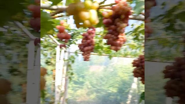 Виноград Масон,Казанова,Миланка. смотреть онлайн