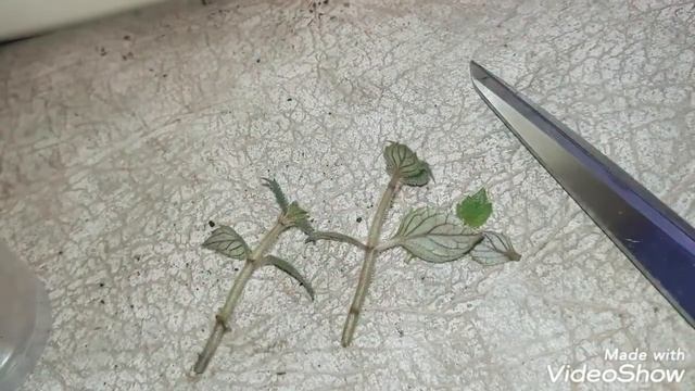 АХИМЕНЕСЫ. Как спасти сорт ахименеса, если ризомы заражены инфекцией смотреть онлайн