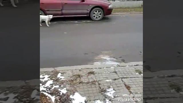 Престоём к людям встретил волка смотреть онлайн
