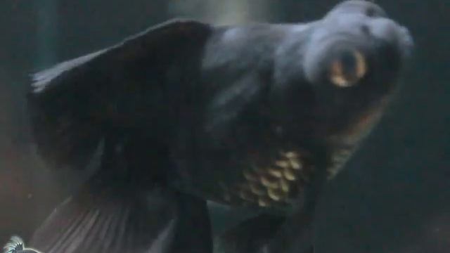 Симптомы гиродактилеза у черных телескопов смотреть онлайн