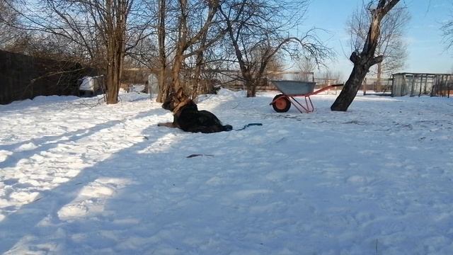 немецкая овчарка 11 месяцев смотреть онлайн