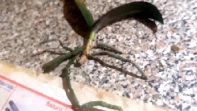 Реанимашки Маэстро и Лаванда на 10 день. смотреть онлайн