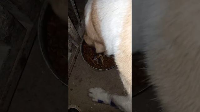Я дал своей Собаке сухой корм и сырое мясо - I Gave My Dog Dry Food And Raw Meat ?
