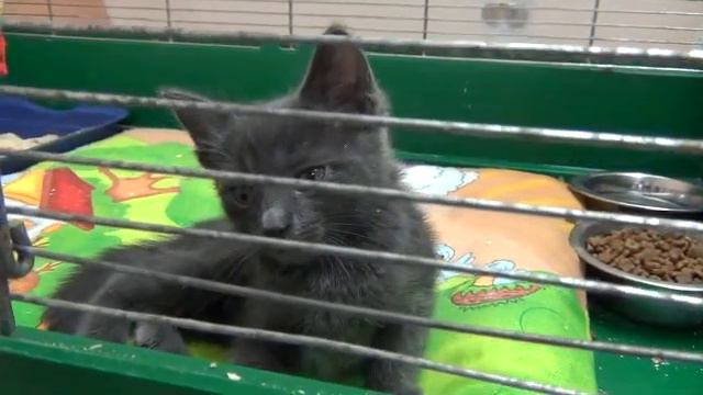 Дымок,1,5 месяца. смотреть онлайн