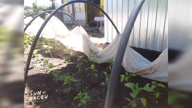 влог на даче полю грядки,первая редиска,крупная клубника смотреть онлайн
