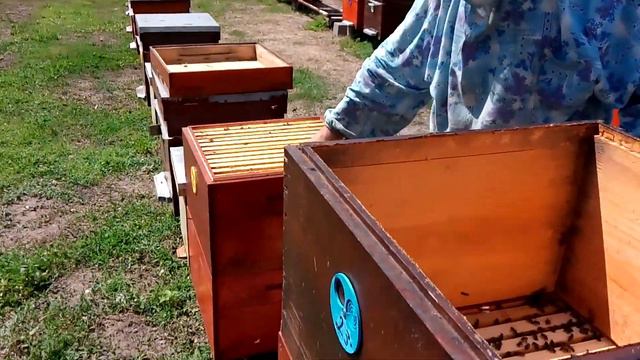 Сколько пчелопакет может собрать мёда! смотреть онлайн