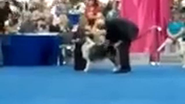 GCH Valor's King of Blue at the 2011 Eukanuba National Championships Orlando, FL смотреть онлайн