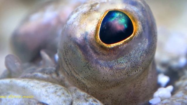 Музыка для работы и открытия каналов интуиции / Opening the channels of intuition and clairvoyance. смотреть онлайн