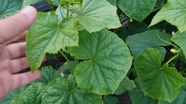 Огурец Мадрилене F1, весна 2023, опять похолодание в мае.