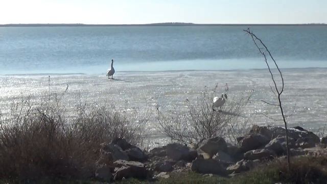 Какие птицы зимуют в Крыму Степи и озера смотреть онлайн
