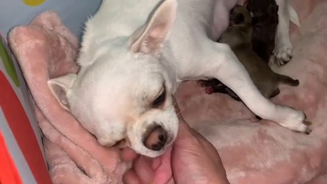 У Лялюшки и малышей отдельная комната и полный покой. смотреть онлайн