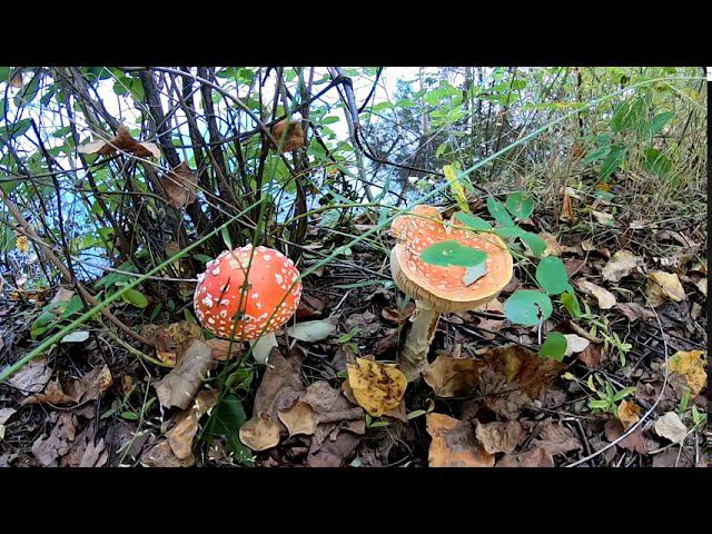 Грибалка. Набрали грибов. Рыбалка на спиннинг смотреть онлайн