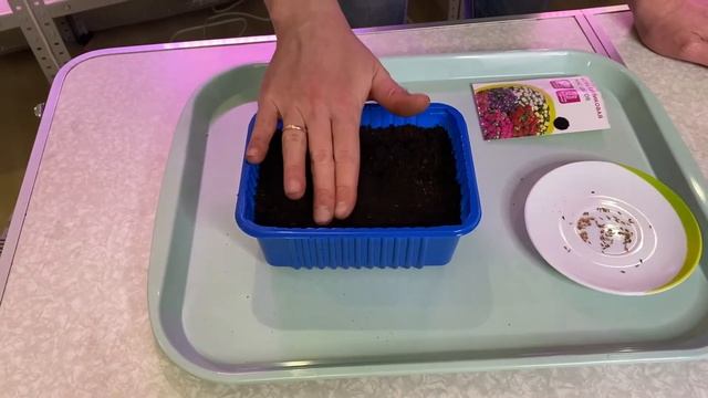 Астры. Выращивание рассады. Сеем семена Астры. смотреть онлайн