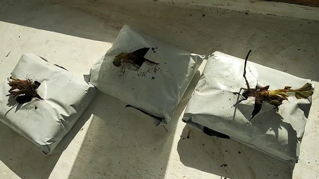 Клубника на подоконнике "Чудо-ягодница". Очередной обман через интернет? смотреть онлайн