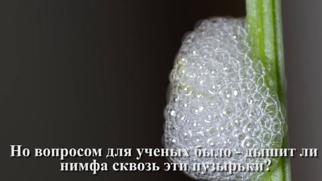 Самый Защищенный Ребенок в Мире Животных смотреть онлайн