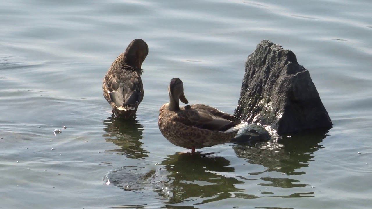 Утки на Волге