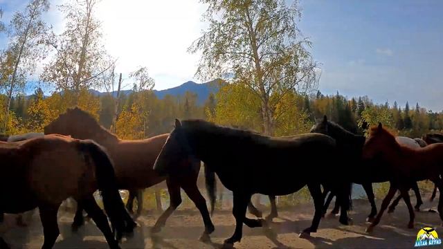 Бегут кони над рекою.../ Горный Алтай. смотреть онлайн