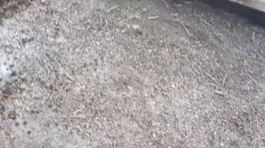 Защита от кладоспориоза и др.болезней.Обезараживаем грунт в теплице.27.09.2021