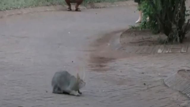 Дикий Кабан Против Овцы смотреть онлайн