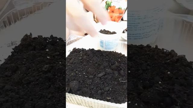 САЖАЕМ ЦВЕТОЧКИ ПЕТУНИИ ДЛЯ РАССАДЫ НА УЛИЦУ. смотреть онлайн