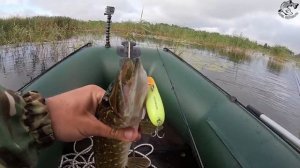 ЩУКИ любят ЭТОТ воблер. Рыбалка на щуку в сентябре 2021. Ловля щуки на воблеры
