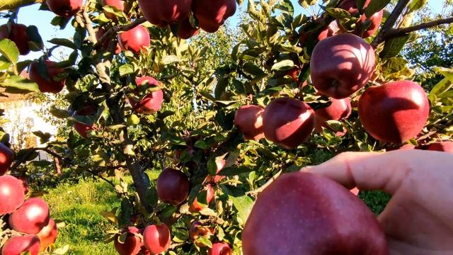 ??ЯБЛОНЯ РЕФ ЧИФ. ПОЗДНЕЗИМНИЙ УРОЖАЙНЫЙ СОРТ ВКУСНЫХ НАРЯДНЫХ ЯБЛОК смотреть онлайн