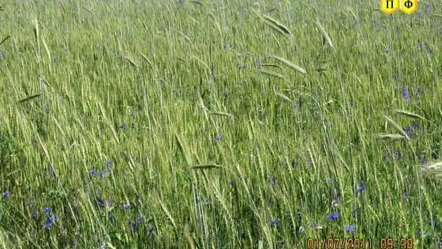 Фацелия отличный медонос смотреть онлайн