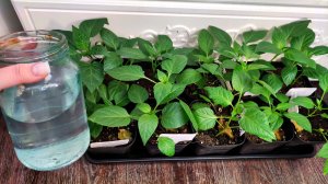 МОШКИ ИСЧЕЗНУТ из РАССАДЫ НАВСЕГДА! Народное Натуральное средство от мошек для рассады и растений