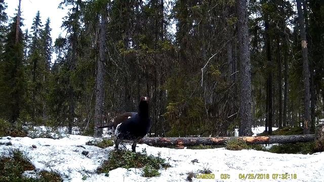 Глухарь - жизнь после кольцевания и перевозки в новое место смотреть онлайн