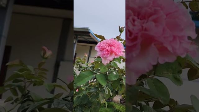 Beverly rose (3rd year)@My Rose Garden🌹🥰🥀ปลูกกุหลาบด้วยความสุข😍 งานอดิเรก😘🤩🤗😶🌫️ смотреть онлайн