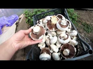 Собираем грибы в теплице. Как выращивать грибы шампиньоны в теплице? Как вырасти грибы дома?