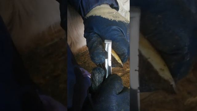 Обрезка копыт козам. смотреть онлайн