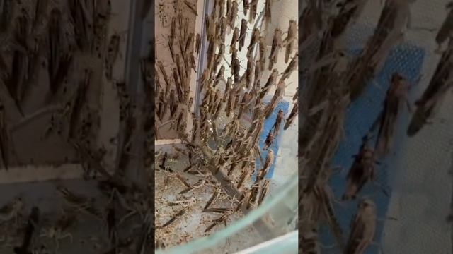 Тараканы для соседей))) смотреть онлайн