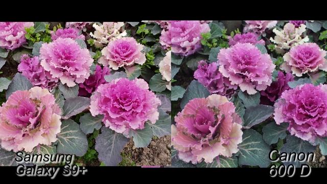 GALAXY S9 yoxsa CANON 600D? смотреть онлайн