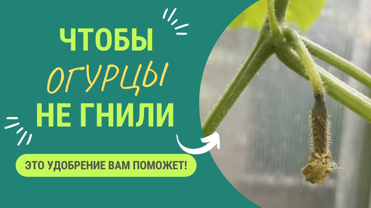 ЧТОБ ОГУРЦЫ НЕ ГНИЛИ смотреть онлайн