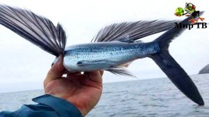 Удивительная рыба умеющая ЛЕТАТЬ