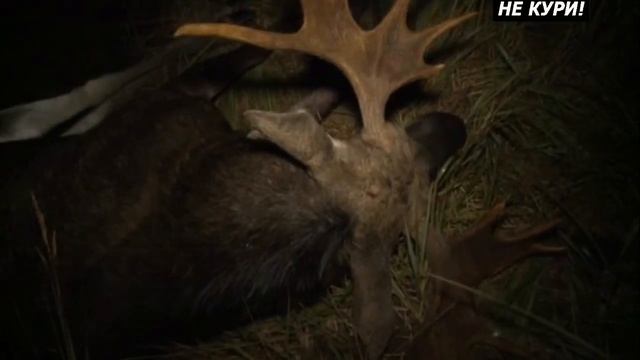 Охота на лося на гону. Охота на лося на вабу . 2018 смотреть онлайн