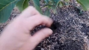 Желтеет саженец ореха. Что делать???