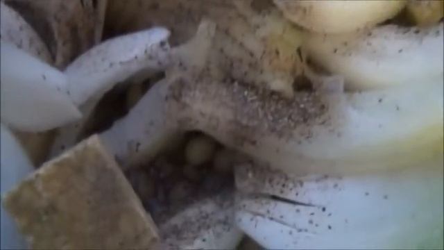 Бельгийский суп. часть 2