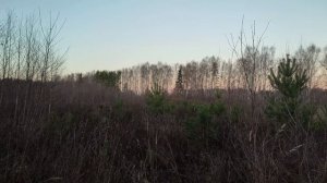 Стоит сосна, река жемчужная течет. Армейская песня на гитаре