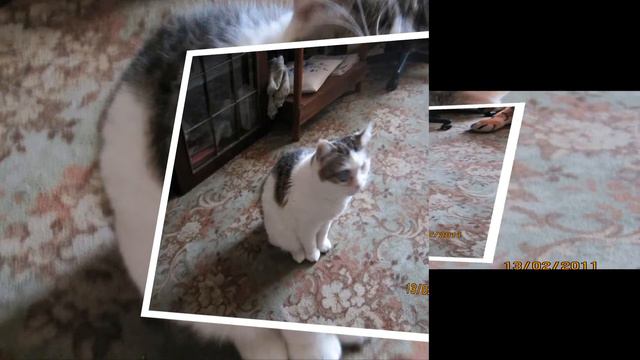 Мой кот Микки. 18 лет