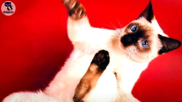 ✔ Тайская кошка. Чем отличается тайская порода кошек от сиамской? смотреть онлайн