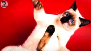 ✔ Тайская кошка. Чем отличается тайская порода кошек от сиамской?