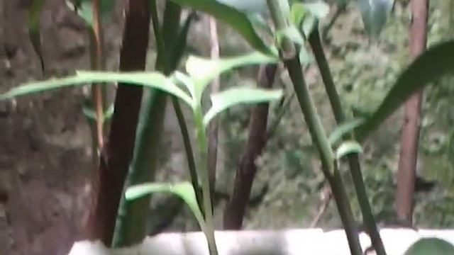 probando la camara panasonic hc-v10 смотреть онлайн