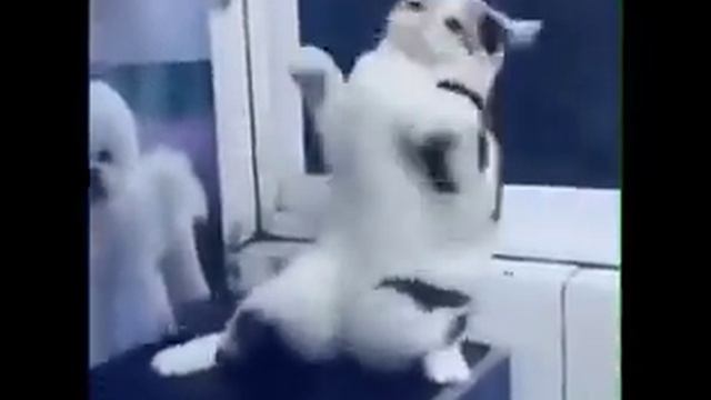 Танец кота. смотреть онлайн