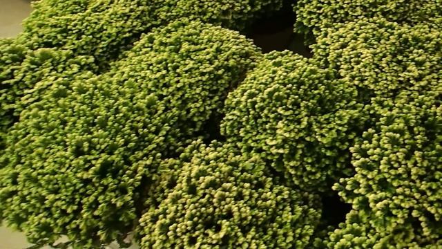 Selaginella смотреть онлайн